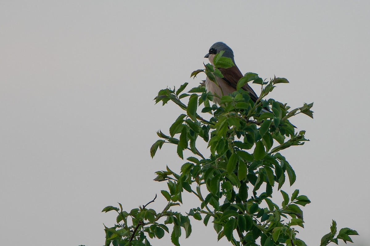 Red-backed Shrike - ML573608421