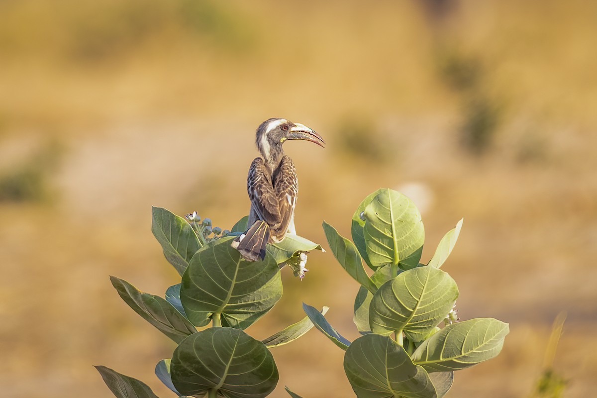 African Gray Hornbill - Carolien Hoek