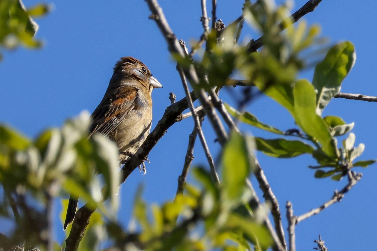 Blue Grosbeak - Parker Marsh