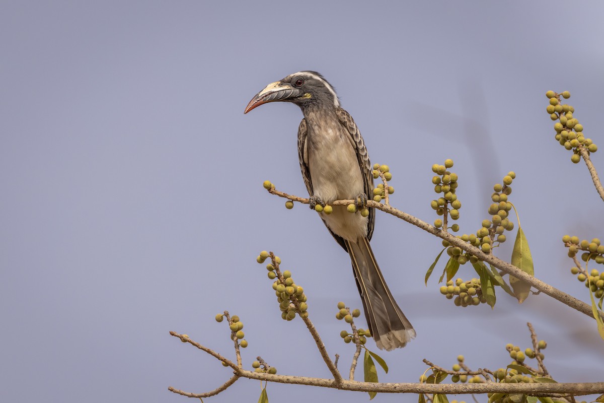 African Gray Hornbill - ML573609441