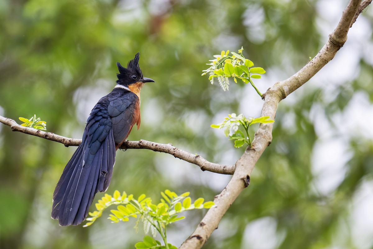 Chestnut-winged Cuckoo - ML573611371