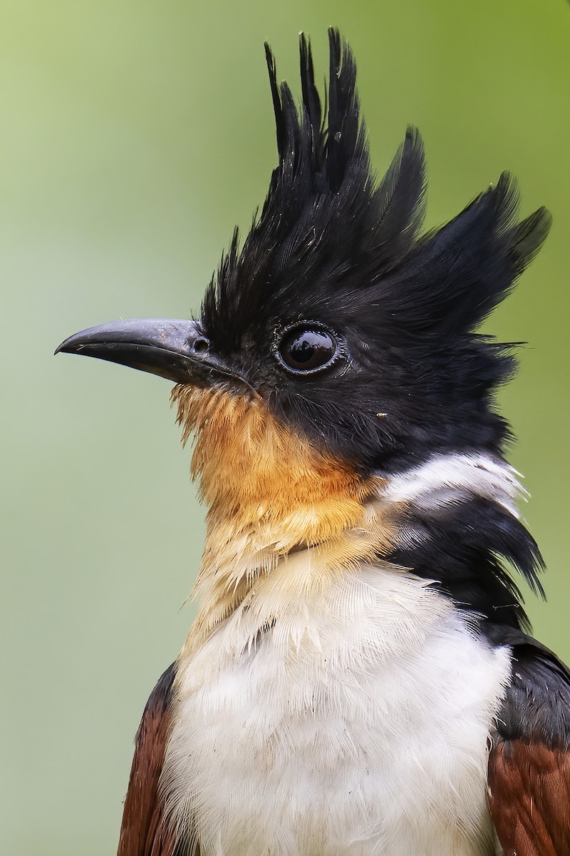 Chestnut-winged Cuckoo - ML573611381