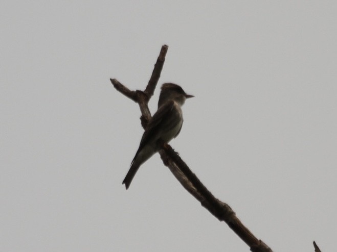 Olive-sided Flycatcher - ML573612241