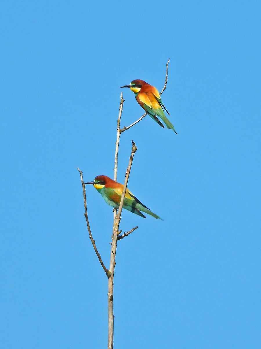 European Bee-eater - Ljubica Bogdanović