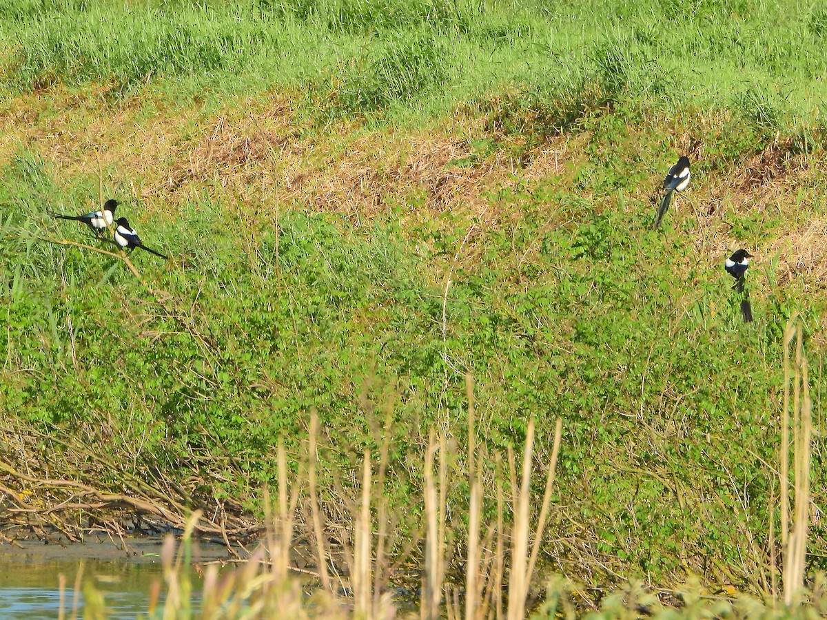 Алаг шаазгай - ML573613041