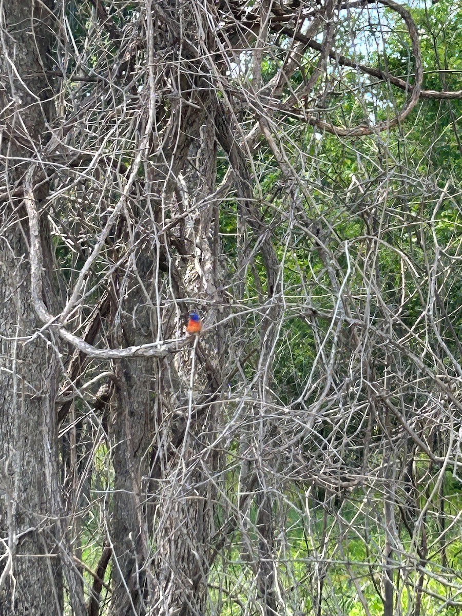 Painted Bunting - ML573613401