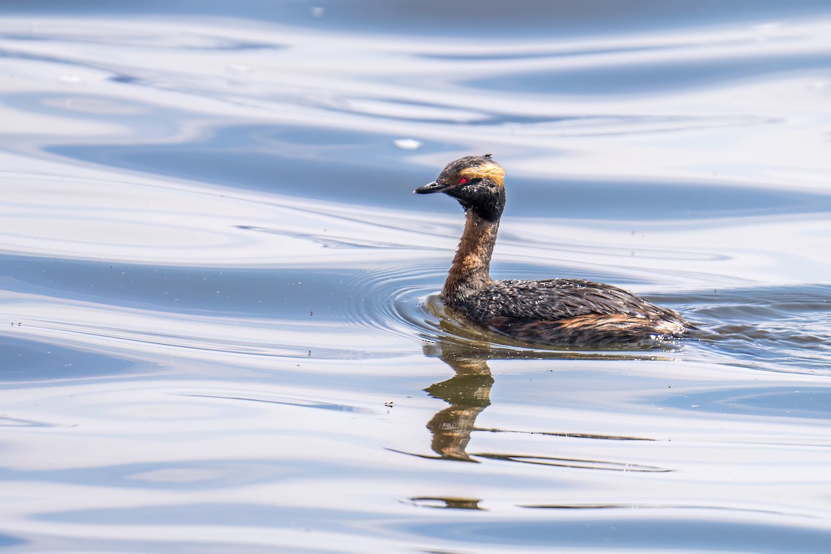 Horned Grebe - ML573614061