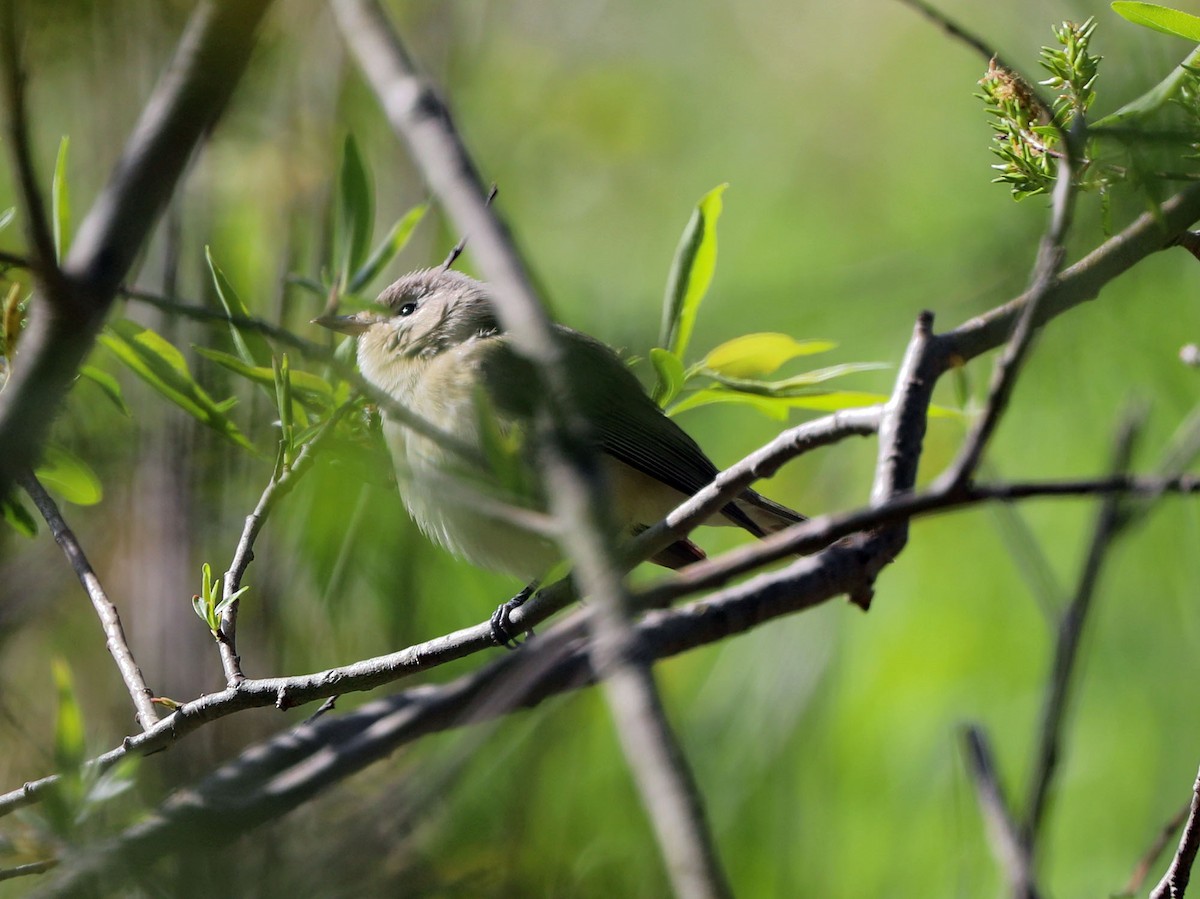 Warbling Vireo - ML573614101