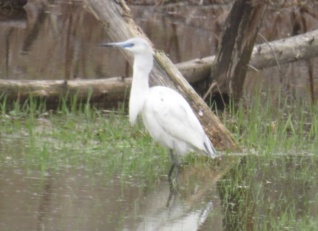 Little Blue Heron - ML57361551