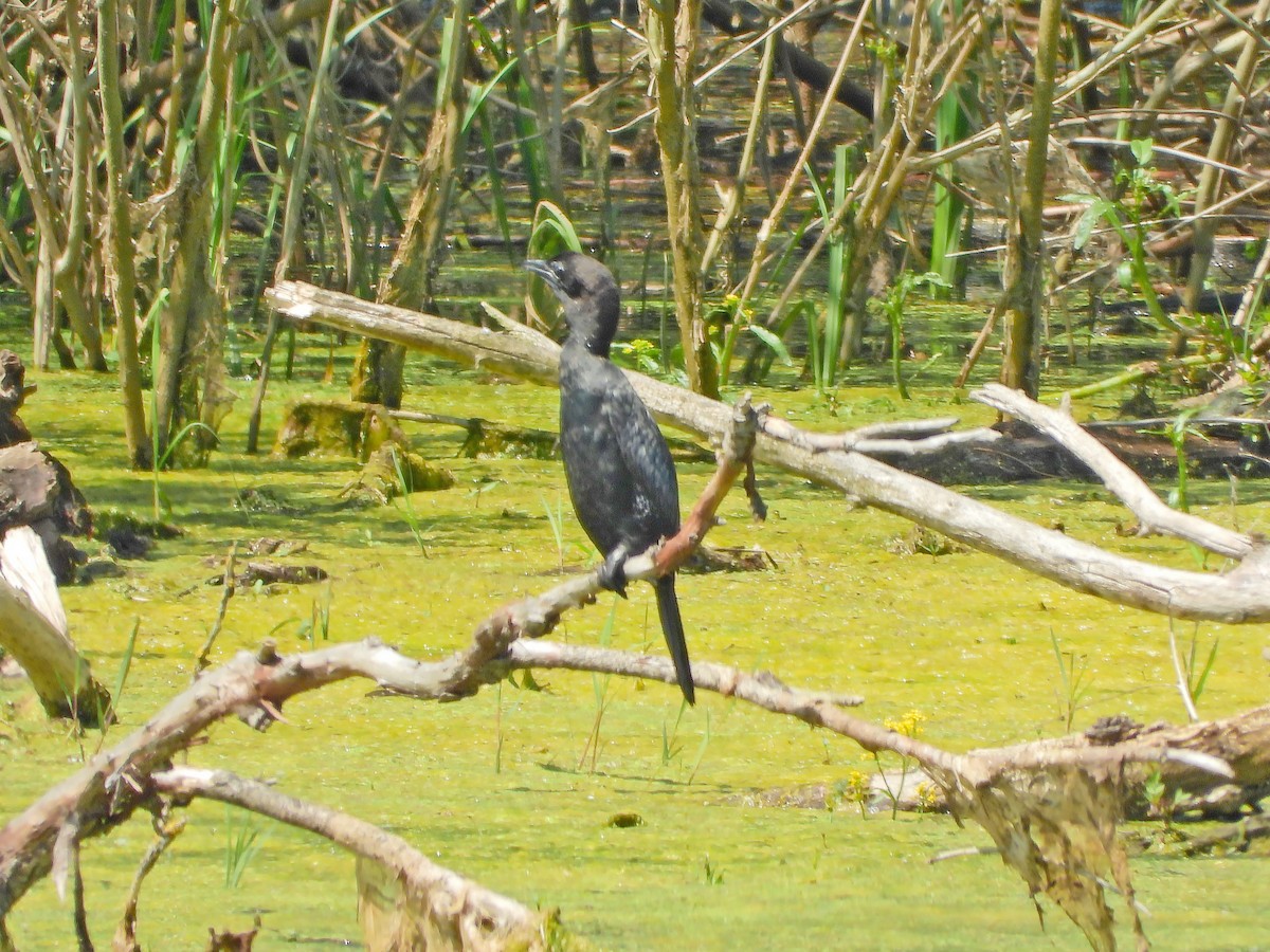 Pygmy Cormorant - Ljubica Bogdanović