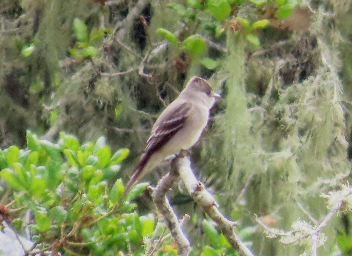 Western Wood-Pewee - The Spotting Twohees