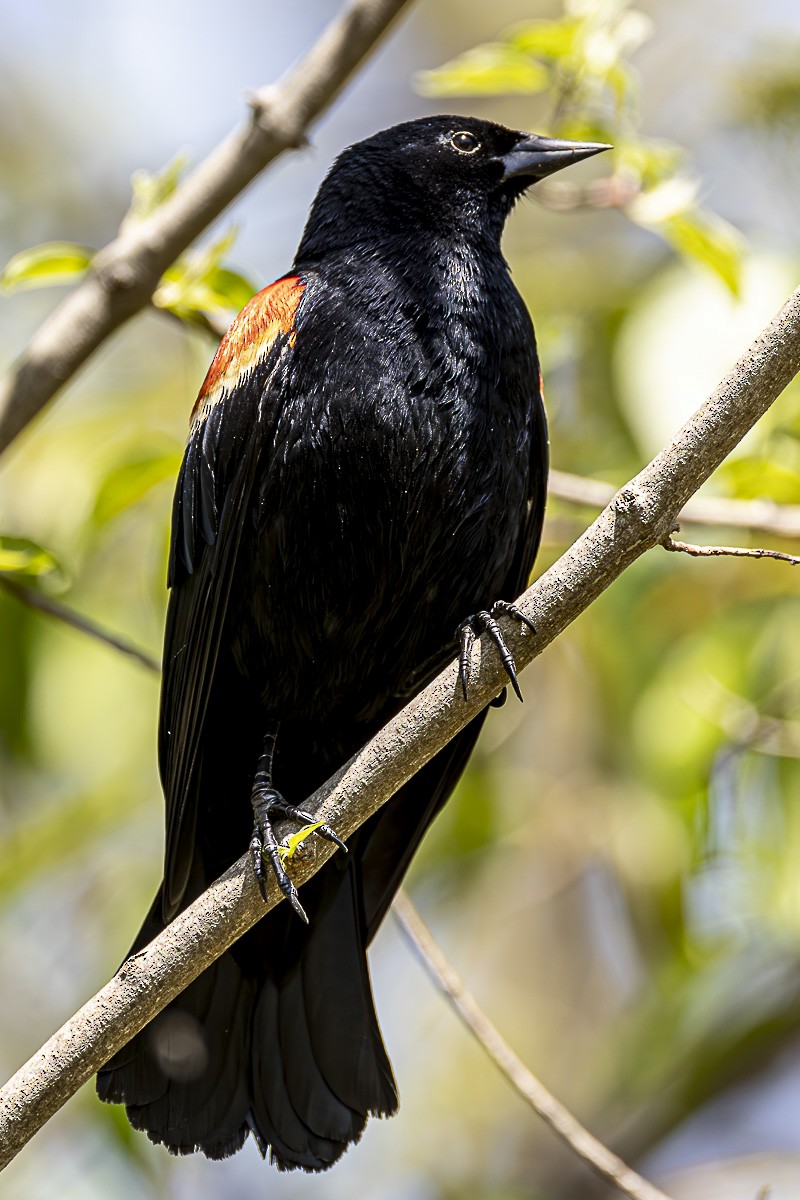 Red-winged Blackbird - Alan Wells