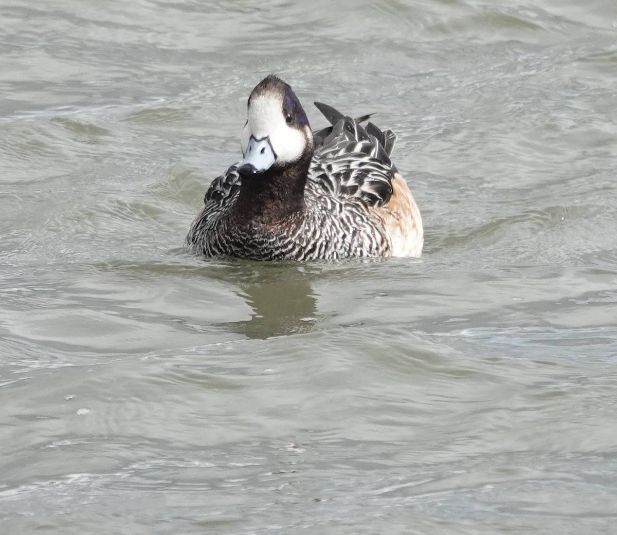 Chiloe Wigeon - ML573618171