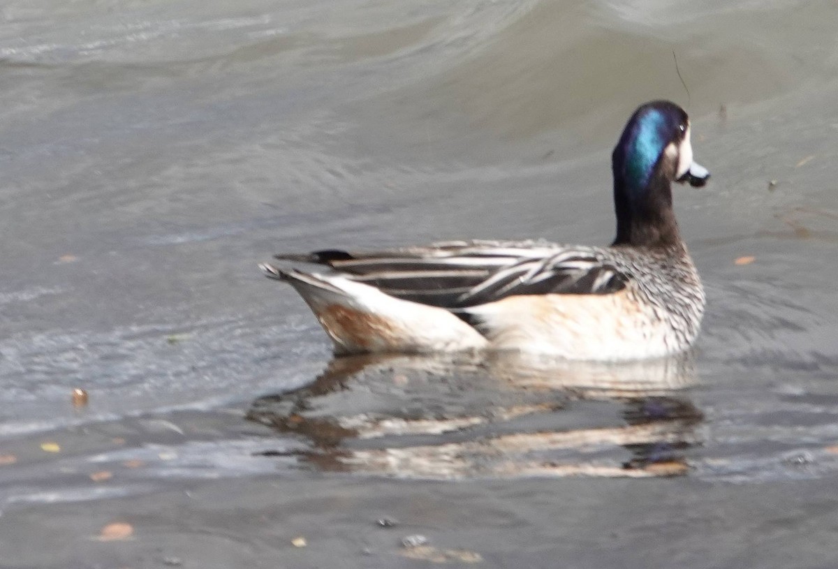 Chiloe Wigeon - ML573618441