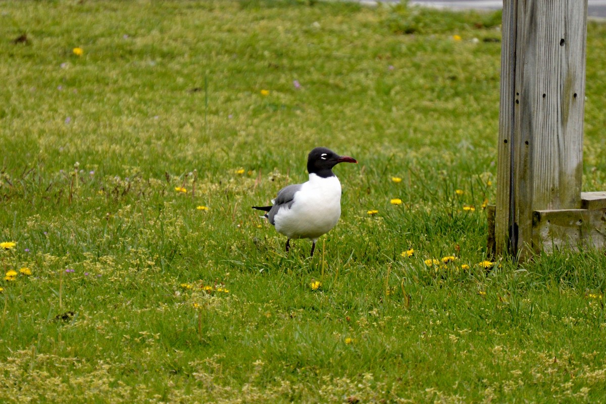 Laughing Gull - Jean-Francois Pratt