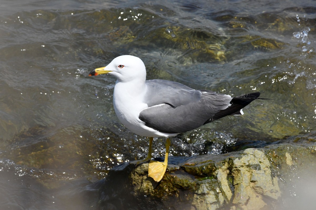 Black-tailed Gull - ML573619271