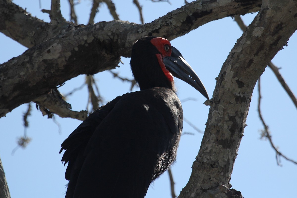 Southern Ground-Hornbill - ML573619991