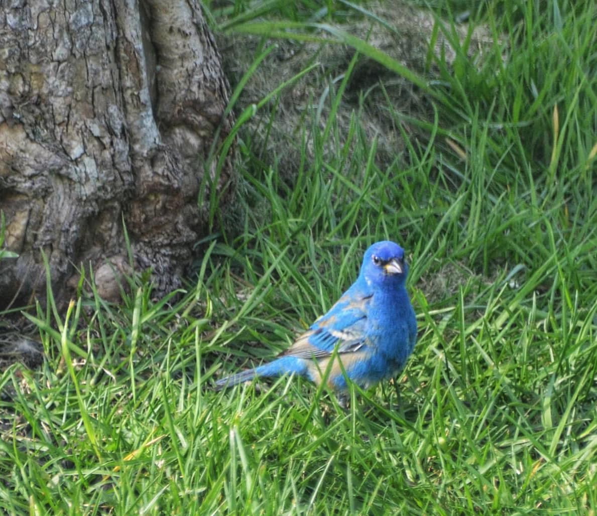 Indigo Bunting - ML573620191