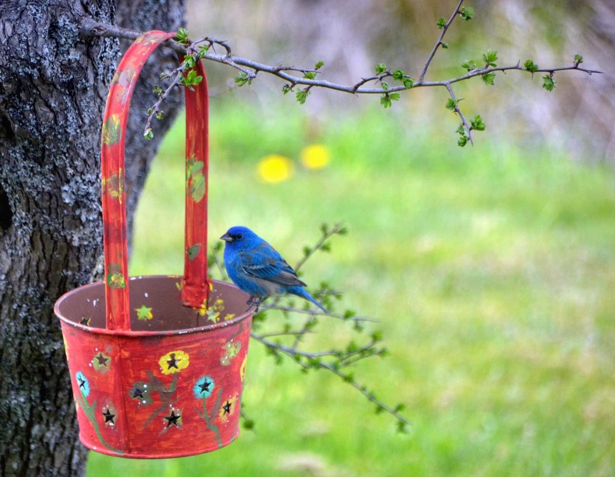 Indigo Bunting - ML573620431