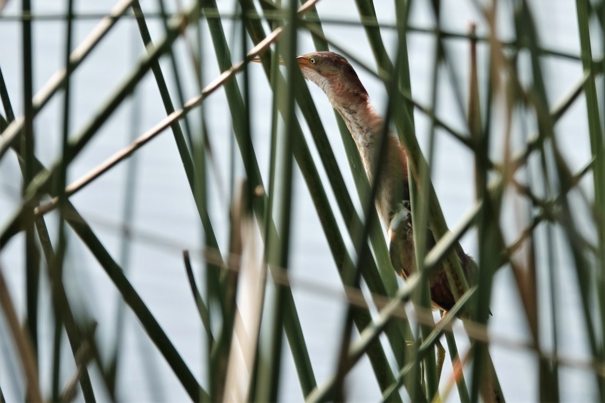 Least Bittern - ML573620661