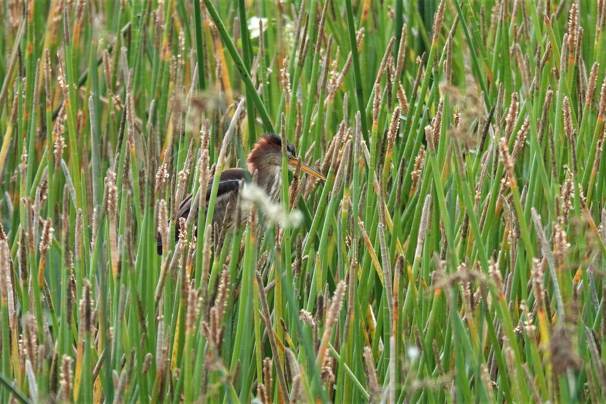 Least Bittern - Wendy Allen