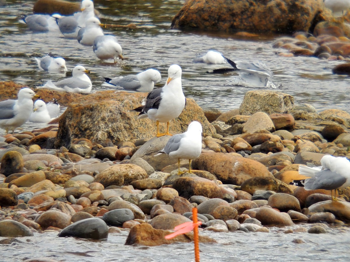 Lesser Black-backed Gull - ML573621141