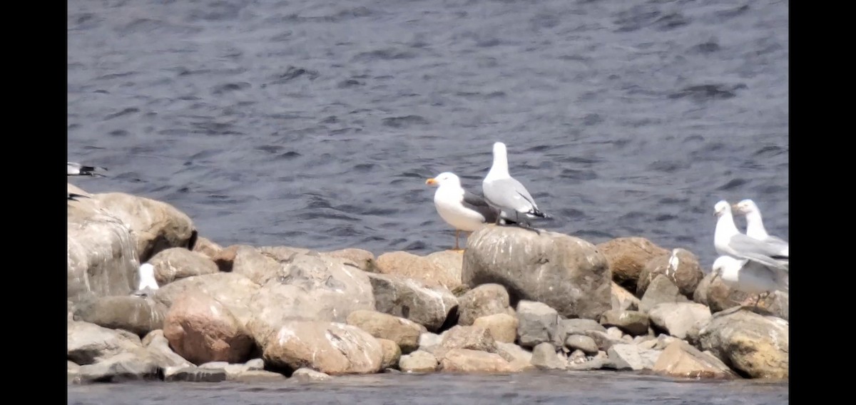Lesser Black-backed Gull - ML573621241
