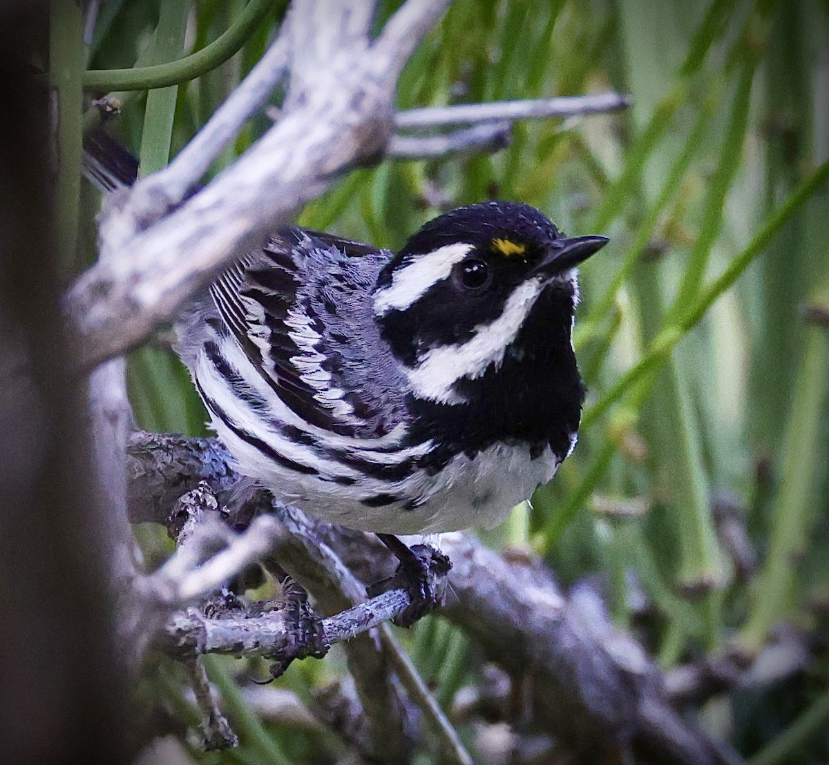 Black-throated Gray Warbler - ML573621421