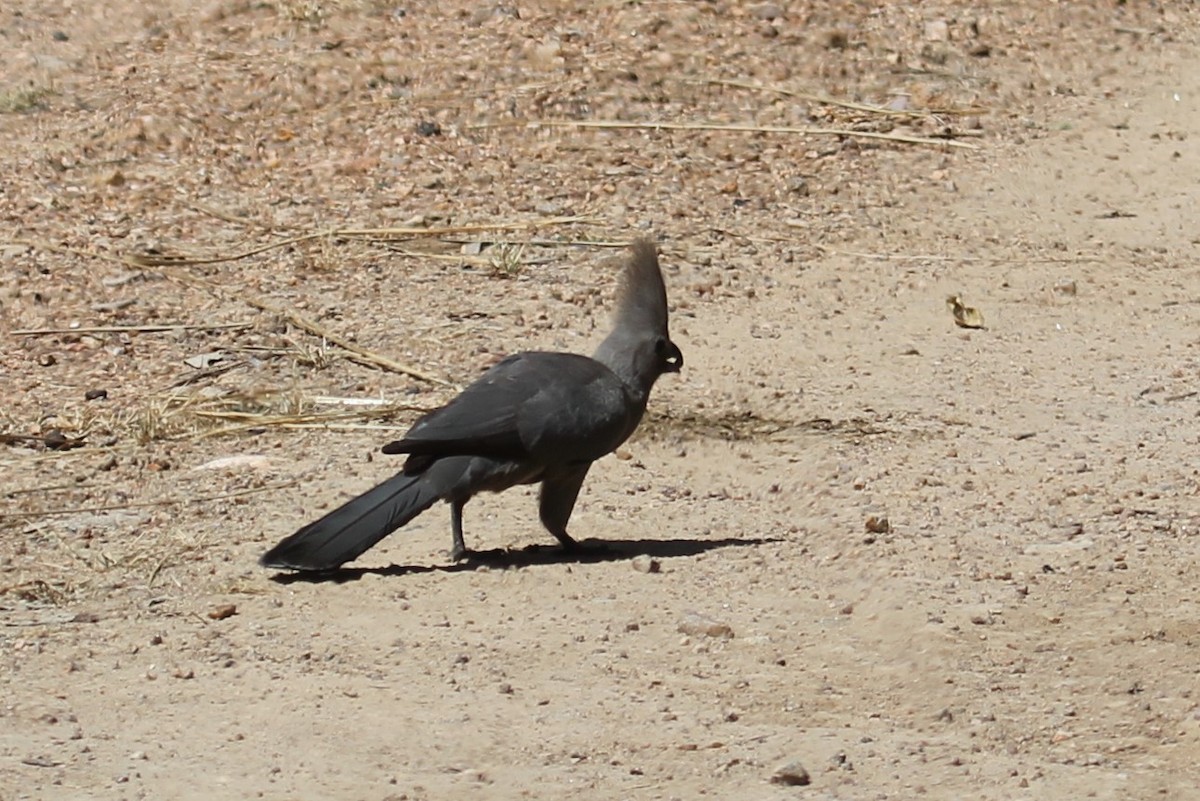 African Gray Hornbill - ML573621451
