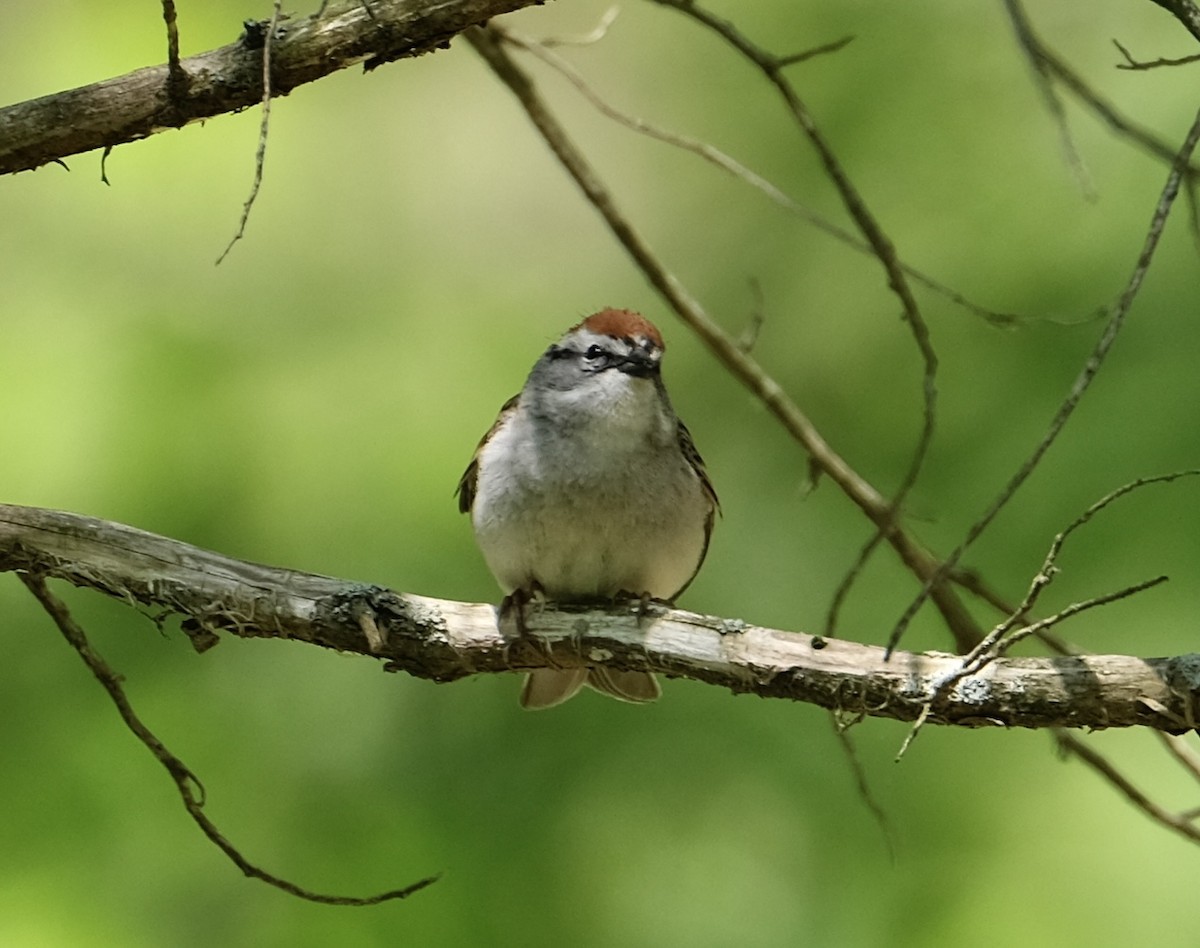 Chipping Sparrow - Cherie F