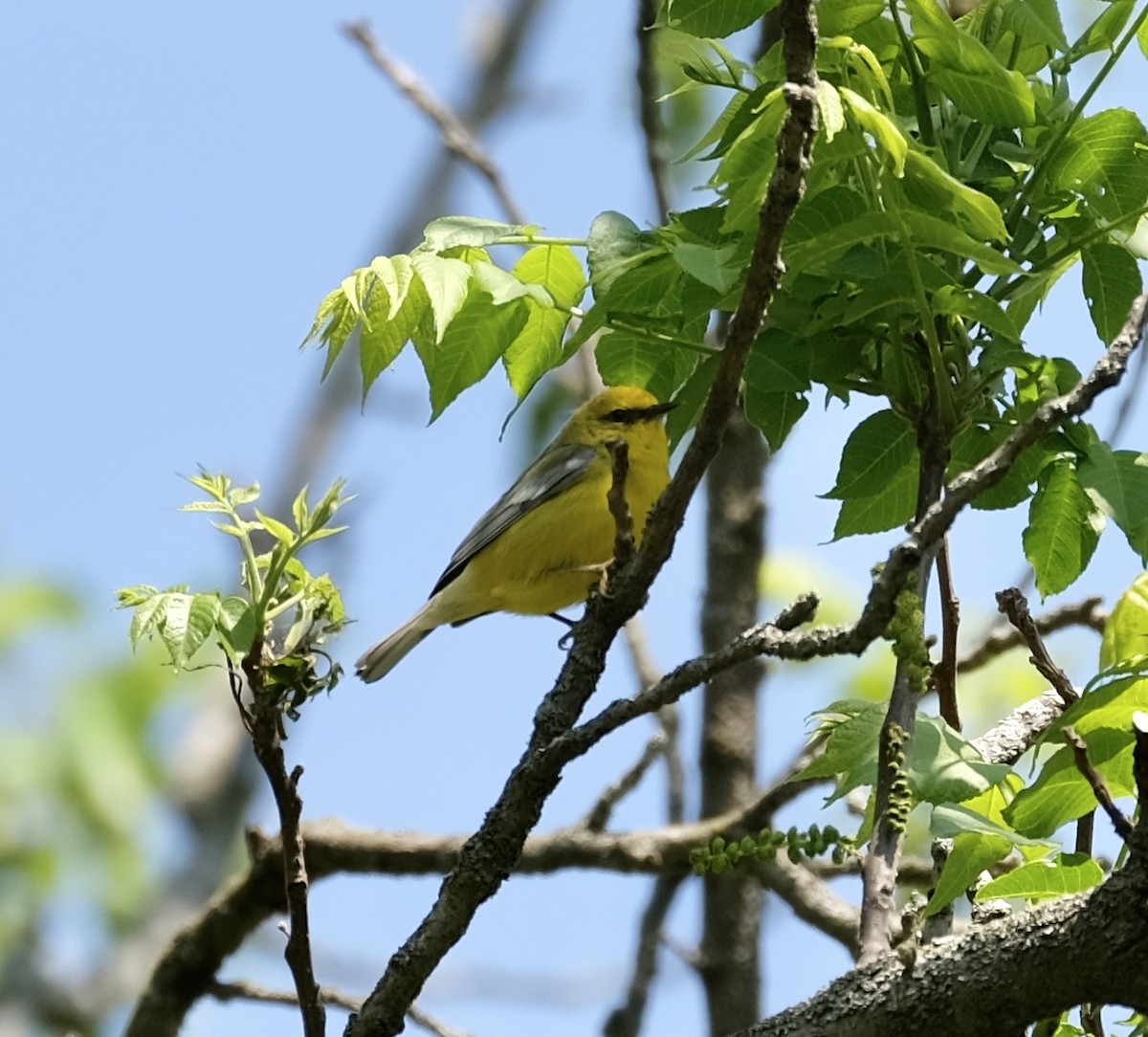 Червоїд жовтоголовий - ML573622641