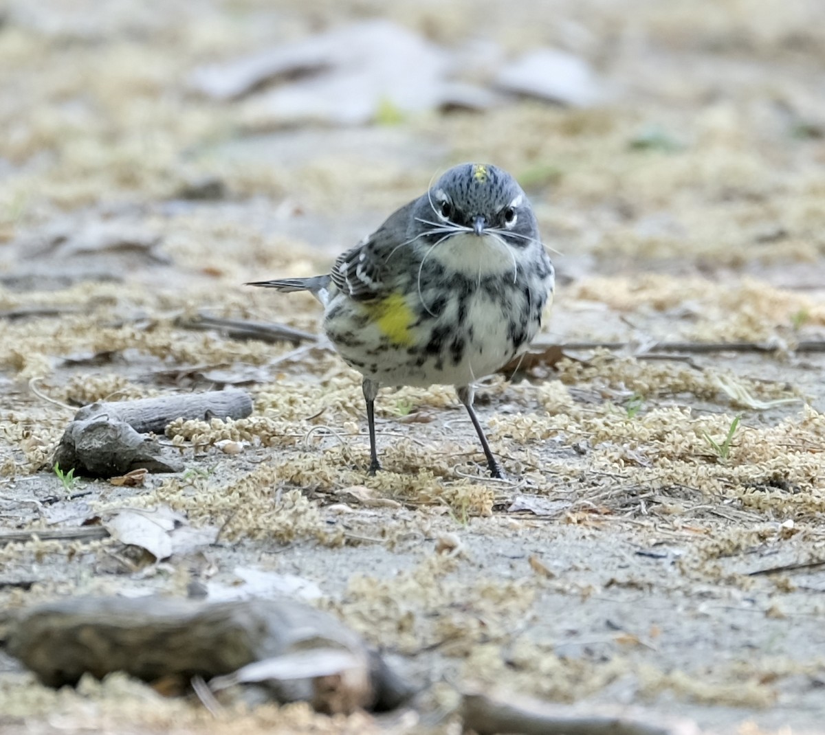 Yellow-rumped Warbler - ML573622921