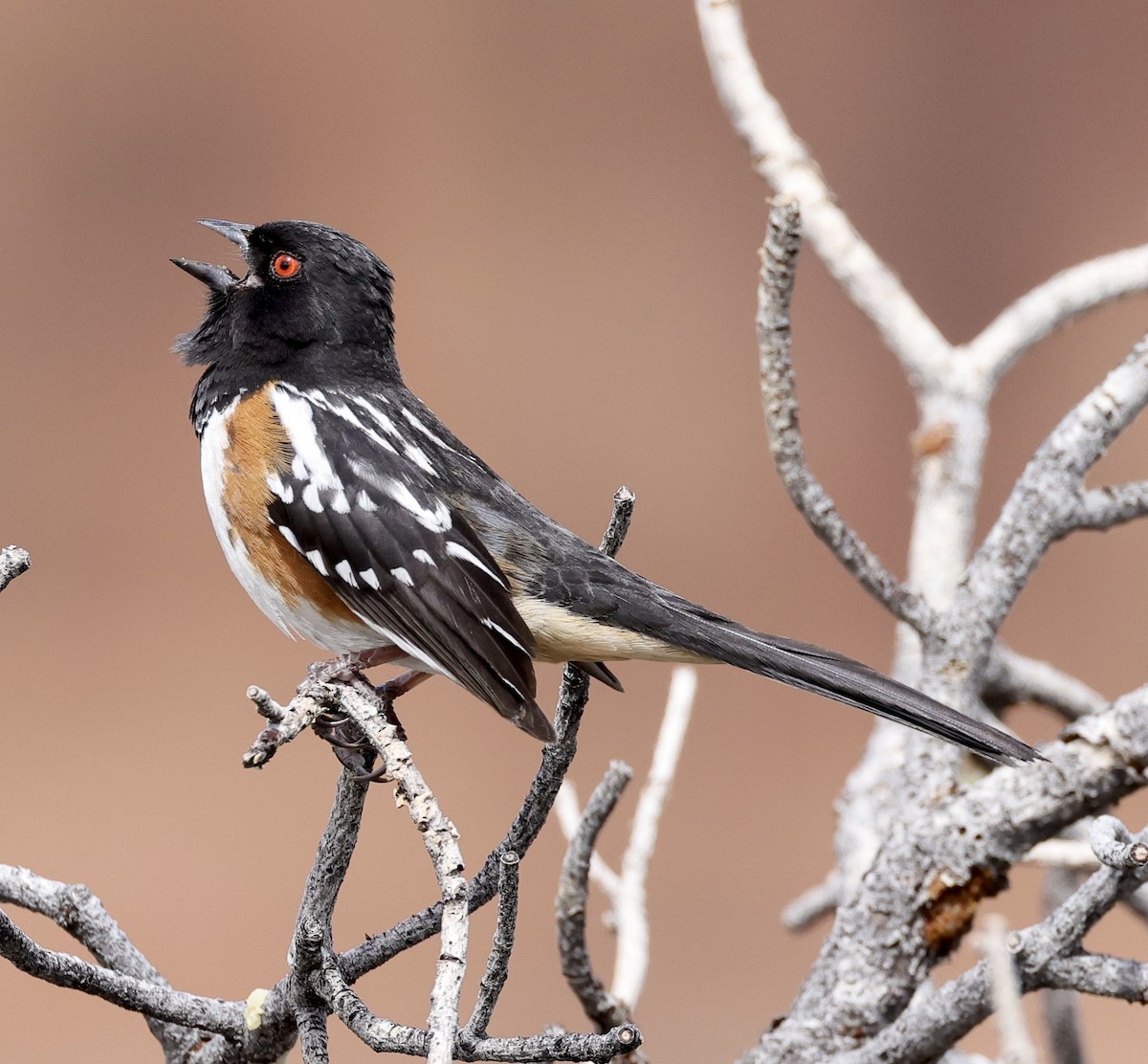 Spotted Towhee - ML573623191