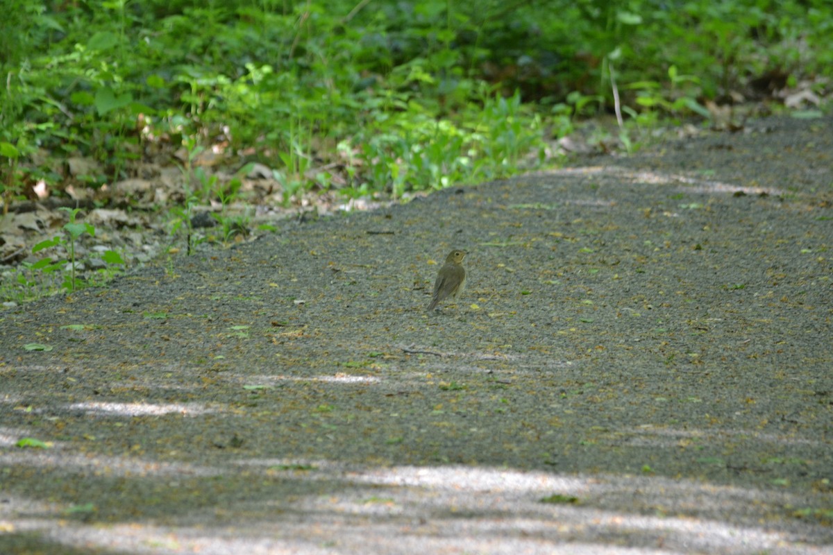 Swainson's Thrush - ML57362321