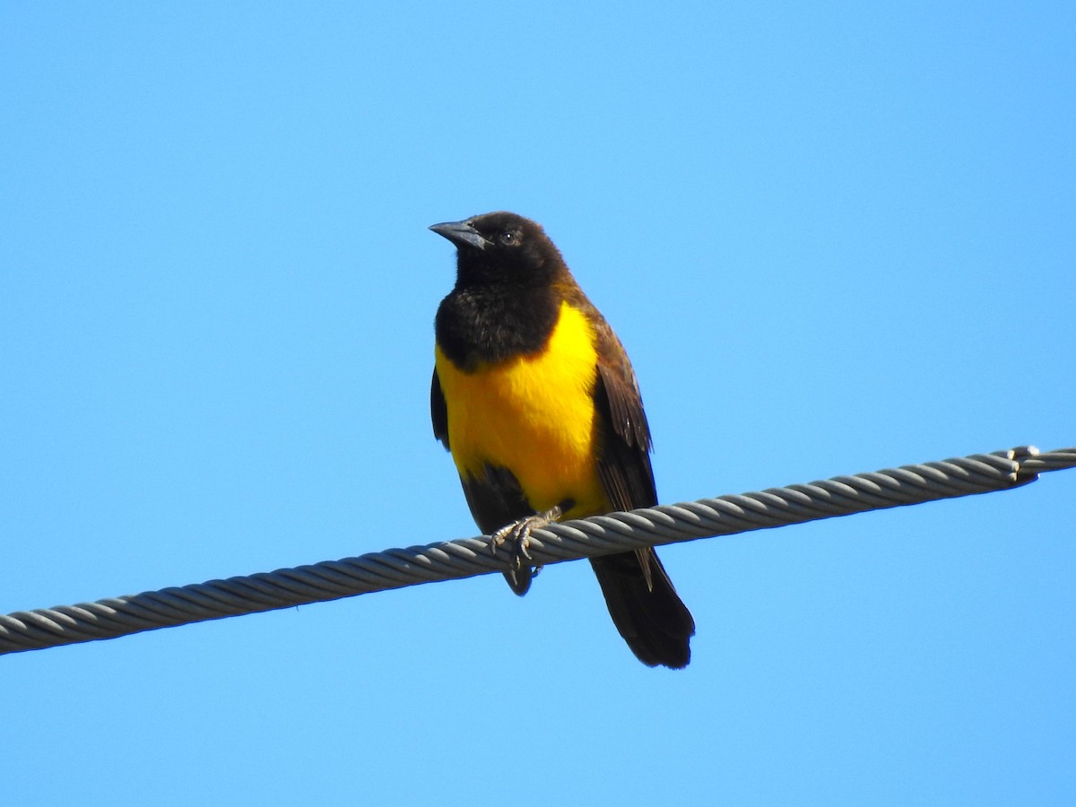 Yellow-rumped Marshbird - ML573624141