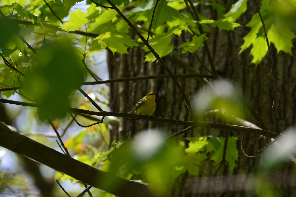 Blue-winged Warbler - ML57362431