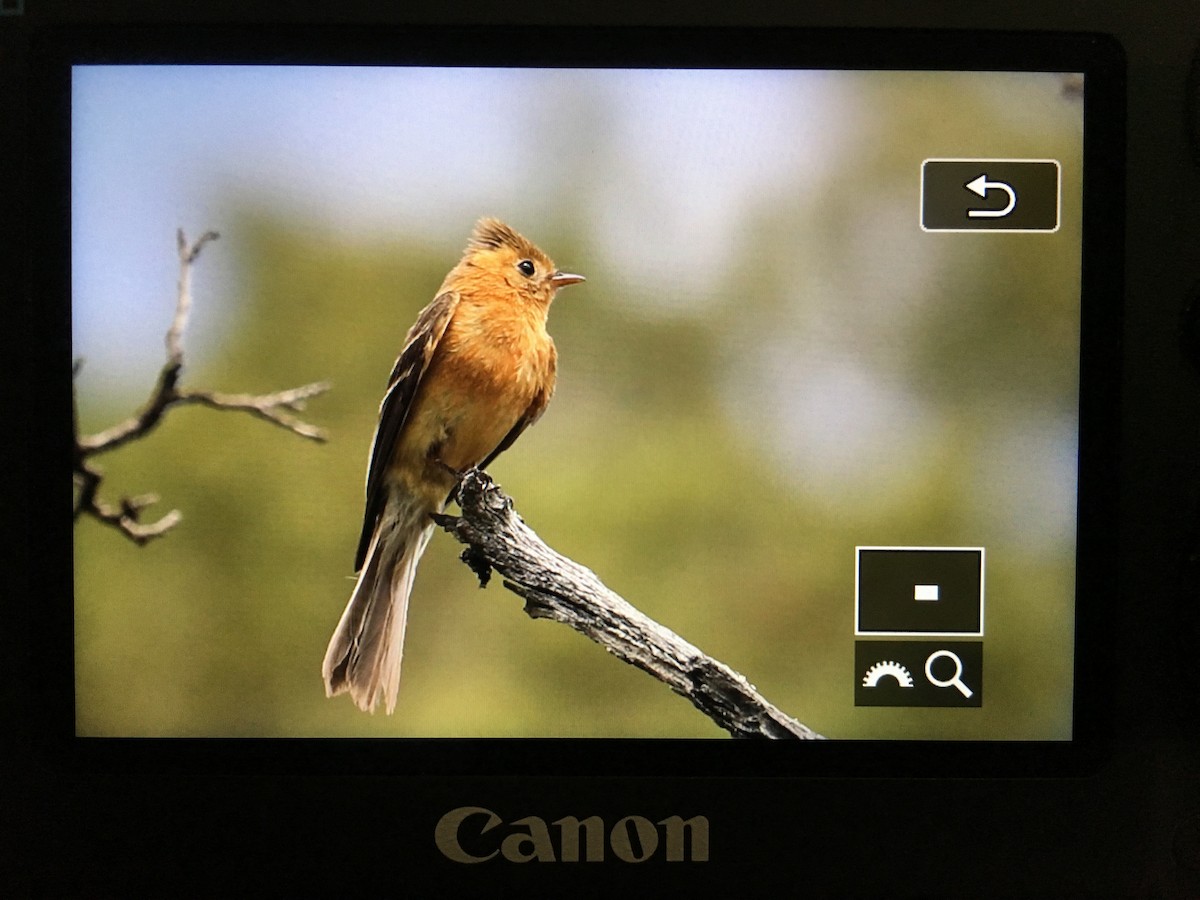 Tufted Flycatcher - ML57362591