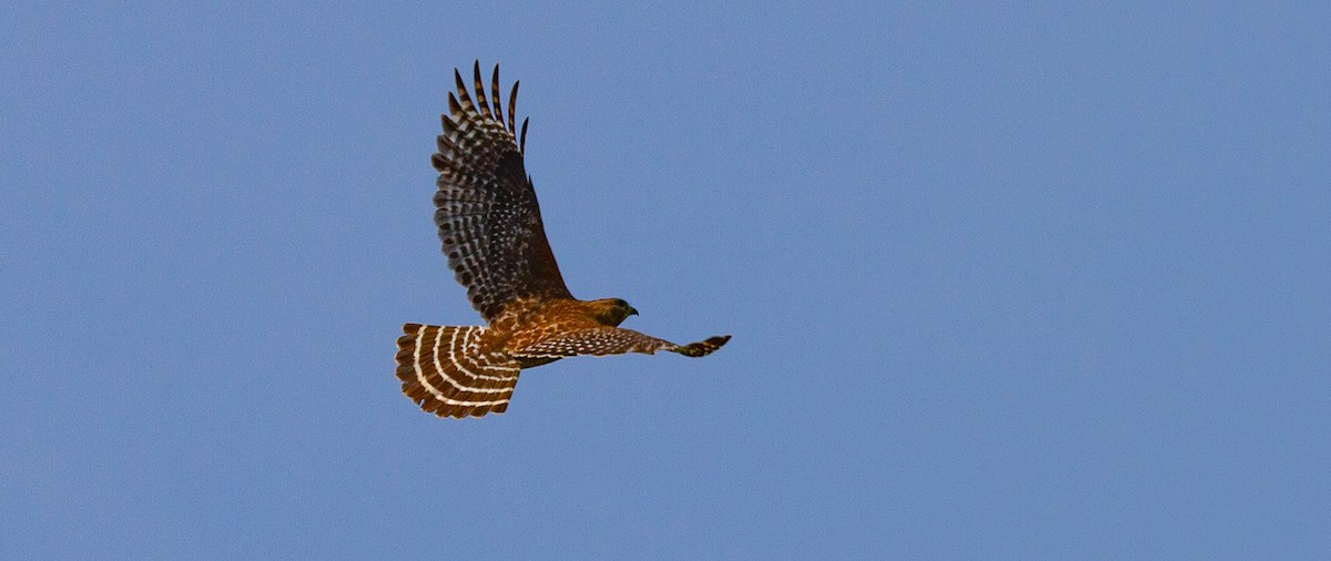 Red-shouldered Hawk - ML573627071