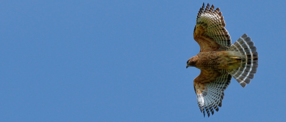 Red-shouldered Hawk - ML573627081