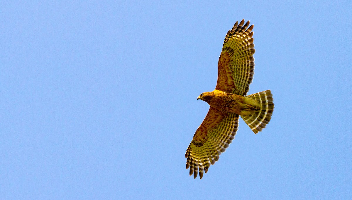Red-shouldered Hawk - ML573627101