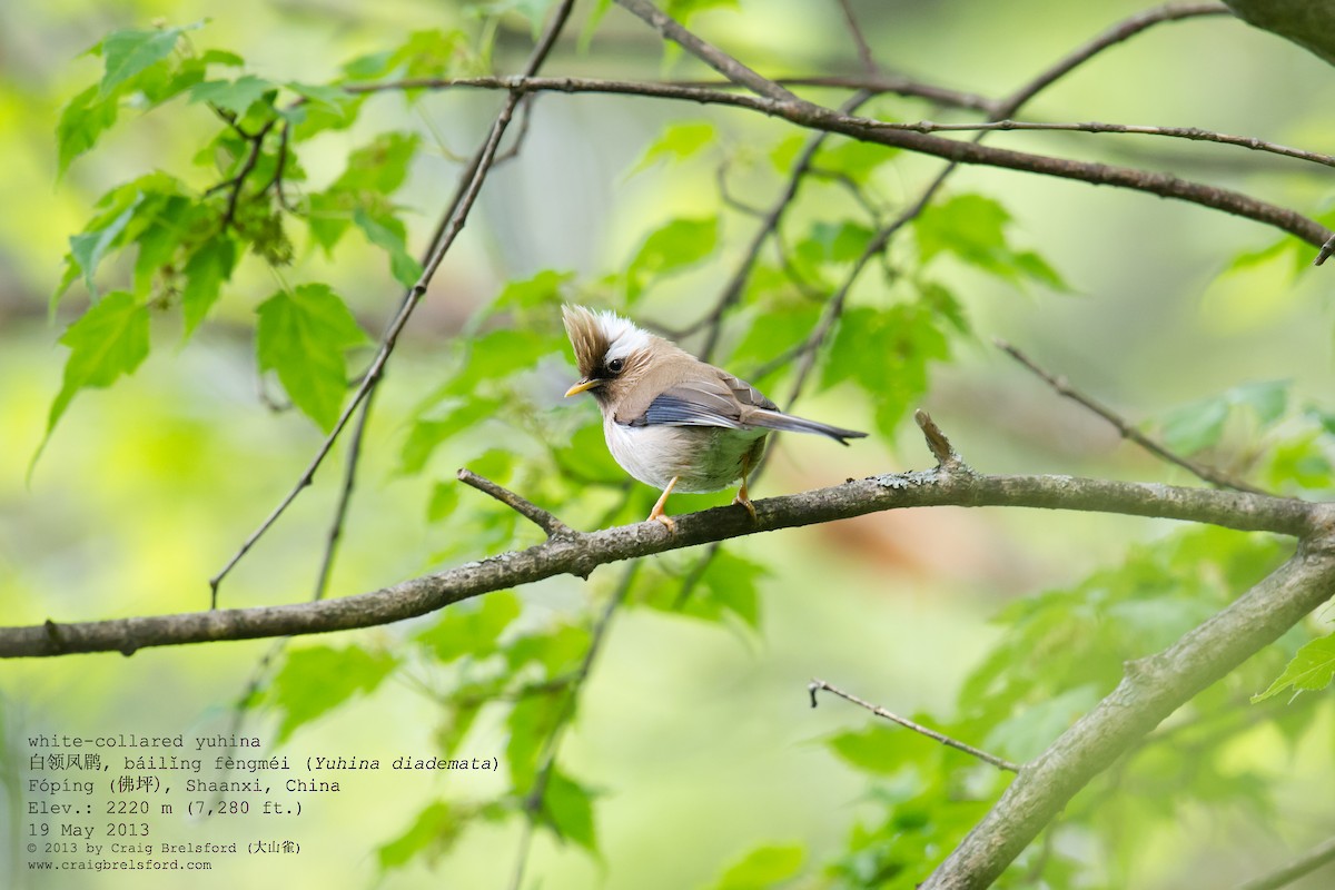 White-collared Yuhina - Craig Brelsford