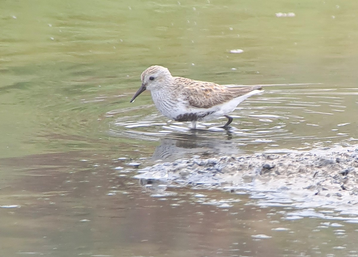 Dunlin (arctica) - José A. Campos