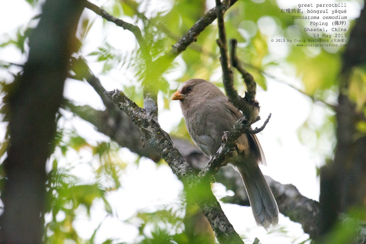 Grand Paradoxornis - ML57362851