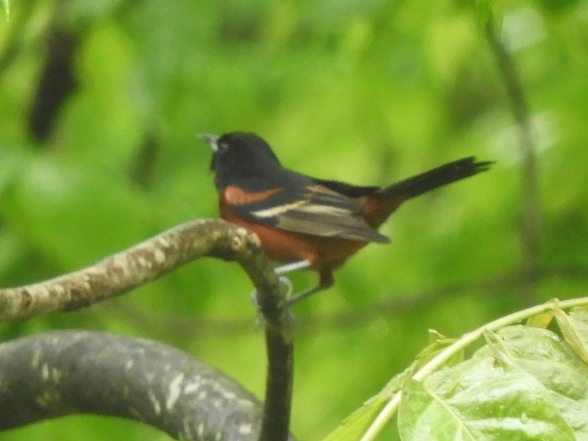 Orchard Oriole - Ben Springer