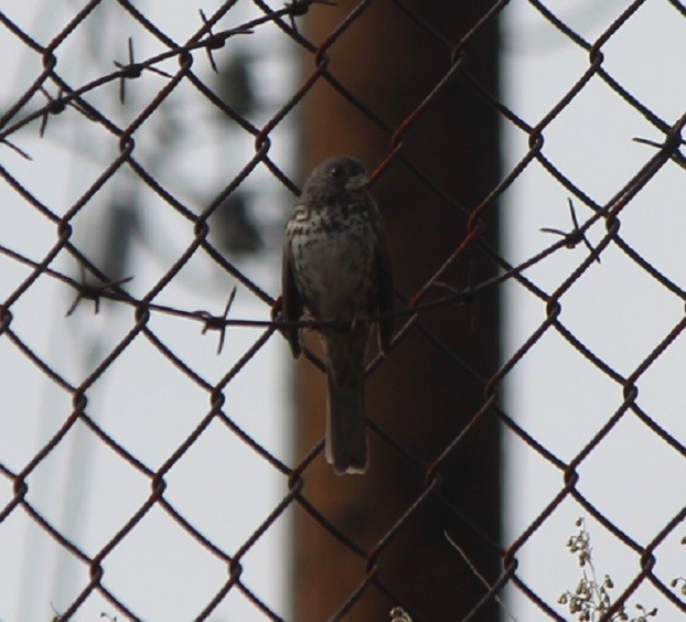 Fox Sparrow (Thick-billed) - ML573629171