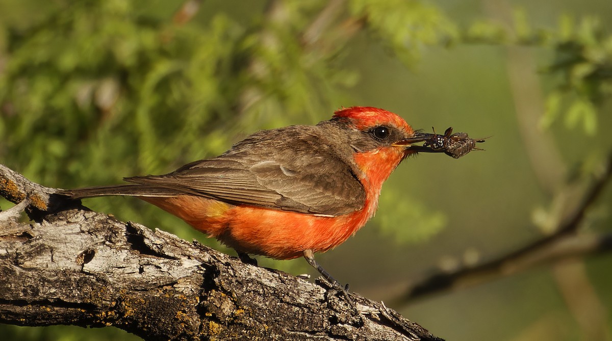 Vermilion Flycatcher - Alice Madar