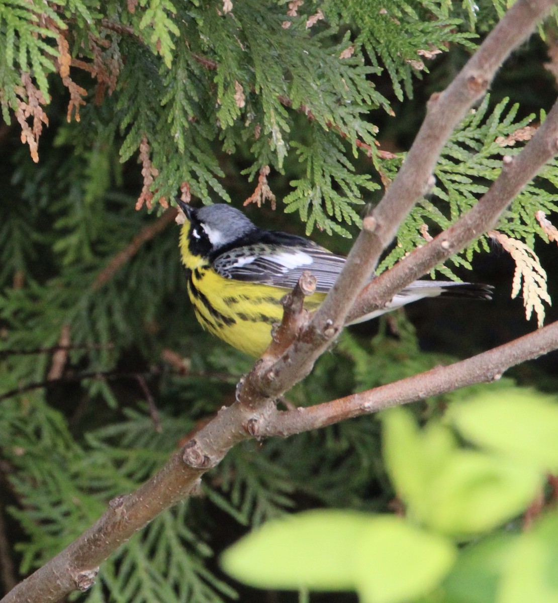 Magnolia Warbler - ML573630341