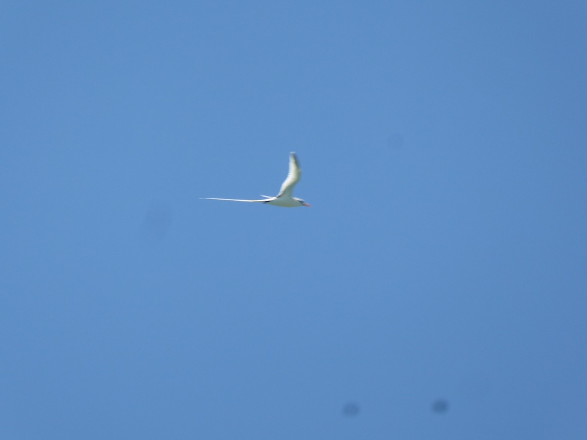 White-tailed Tropicbird - ML57363071