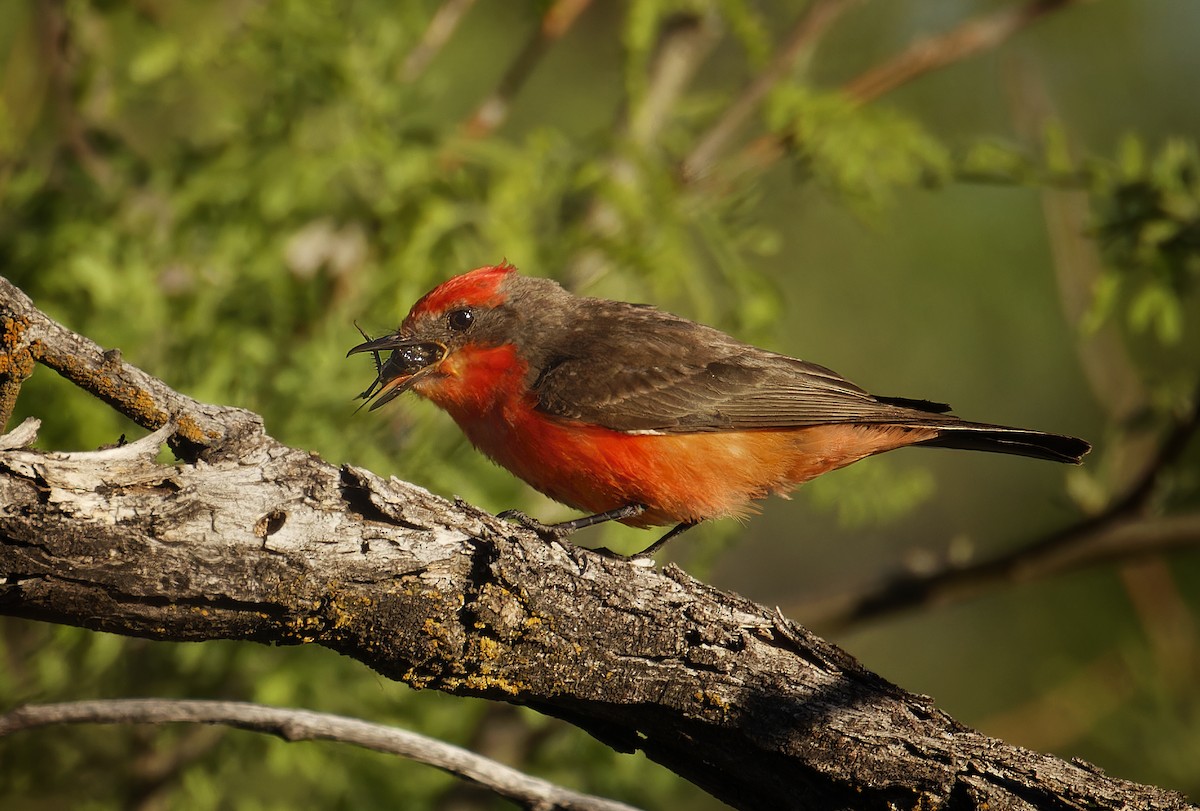 Vermilion Flycatcher - Alice Madar