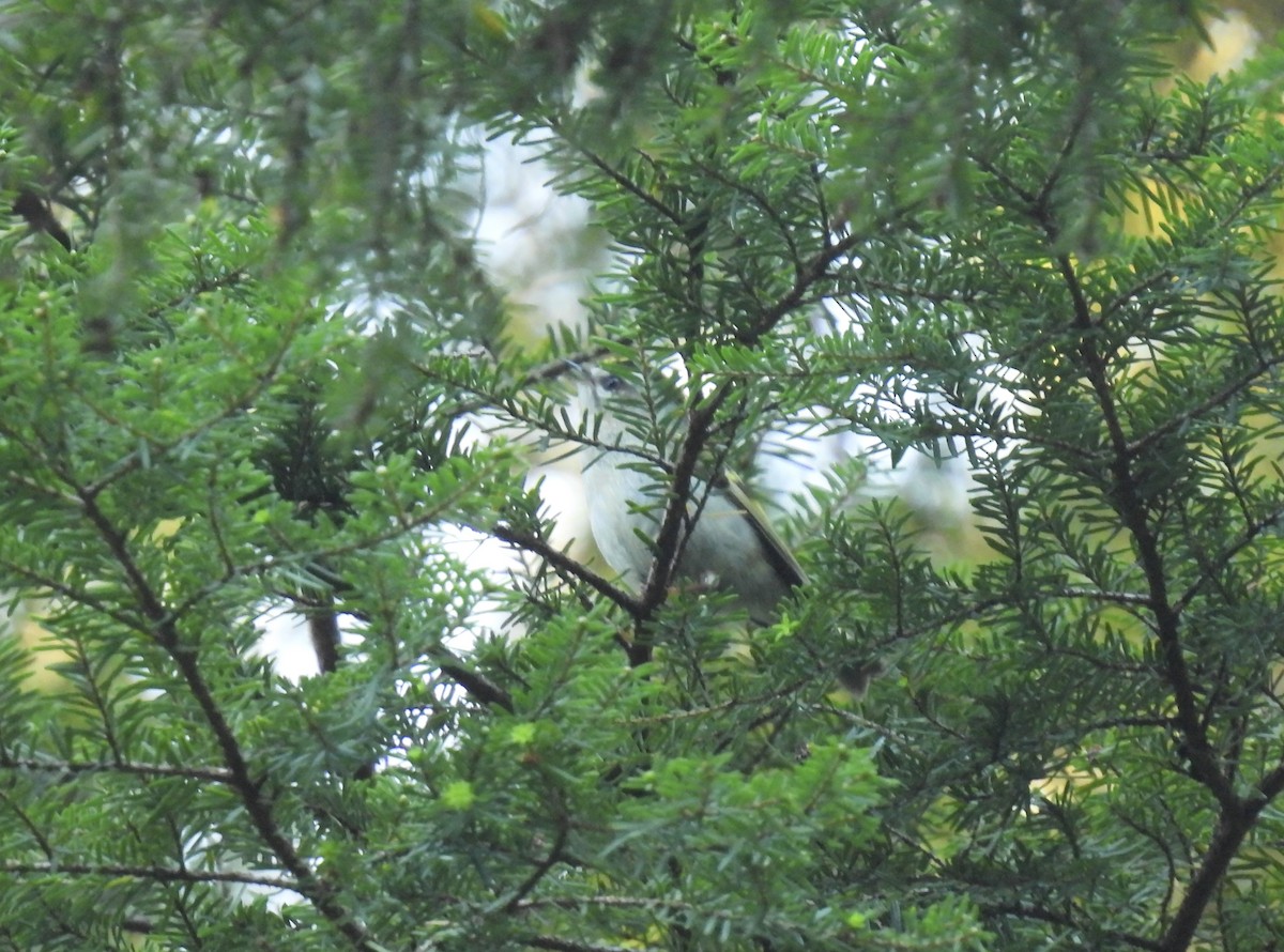 Golden-crowned Kinglet - ML573630821